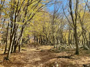 Ciucarul Mare