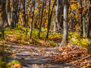 Kensington Rune Stone Park