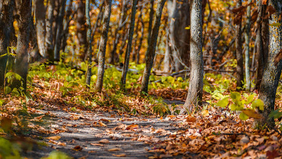 Kensington Rune Stone Park