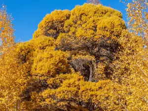 Кужановские лиственницы