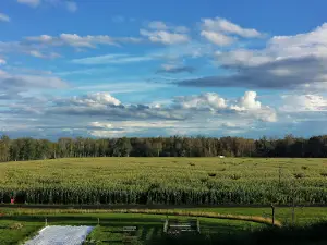 Corn Maze