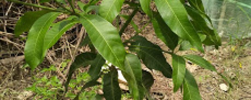 Mango garden Basantpur