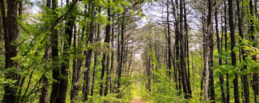 Edgewood Oak Brush Plains Preserve