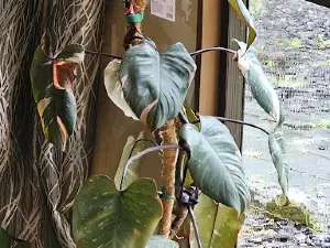 Love That Leaf