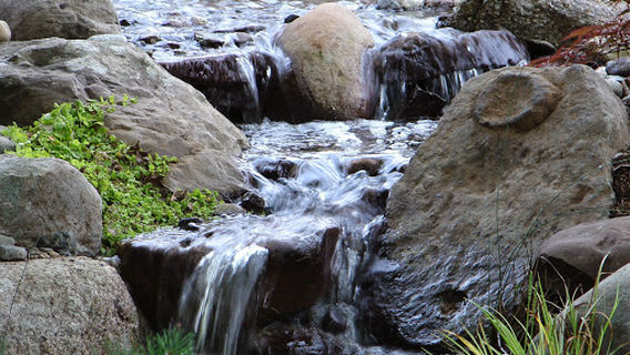 Dreamscapes Watergardens