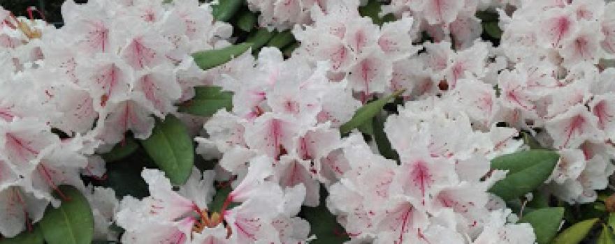 Privater Rosengarten, geöffnet von April bis Oktober