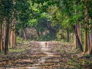 Sohelwa Wildlife Sanctuary