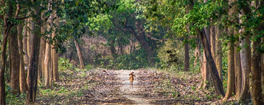Sohelwa Wildlife Sanctuary