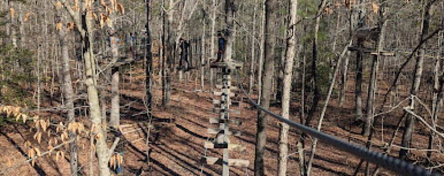 Tree Time Adventures