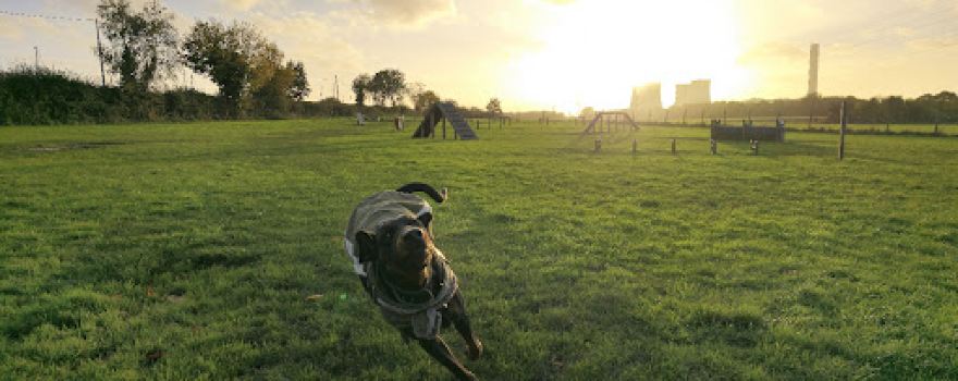 Woof Woof Meadow