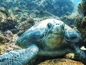 Coiba Dive Center