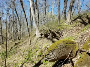 Wildcat Hollow State Habitat Area