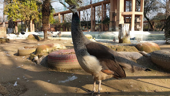 MTX Off-road Sports Rawal Lake