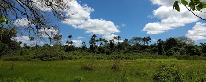 UMA Bioparque Saraguatos