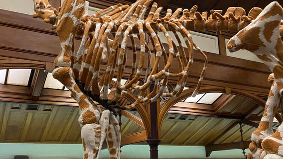 Тахера Отаго Музеум