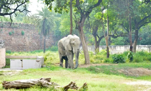 National Zoological Park, Delhi