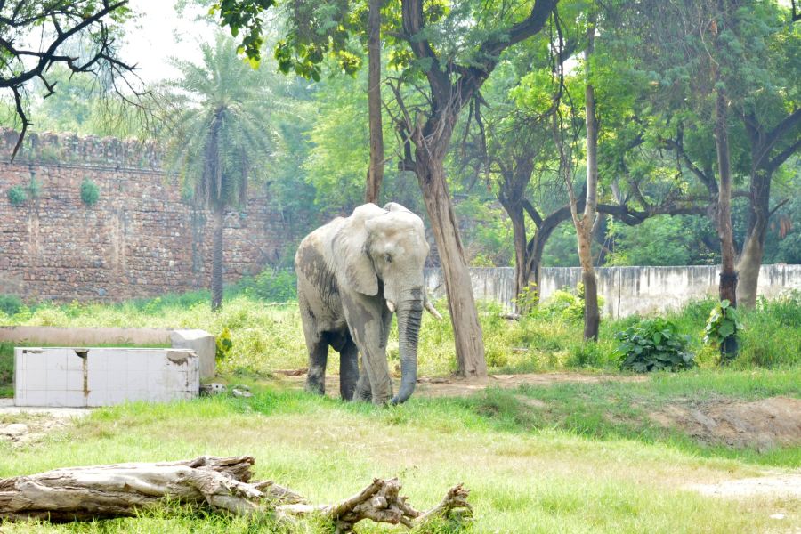德里動物園