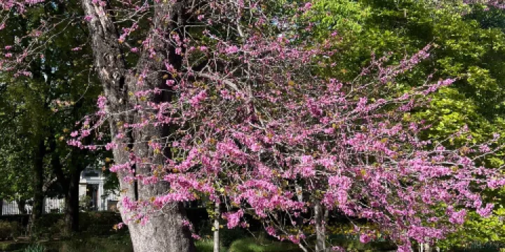 馬德里皇家植物園