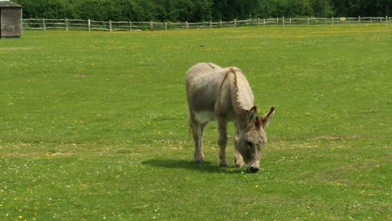 Raystede Centre for Animal Welfare