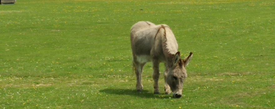 Raystede Centre for Animal Welfare