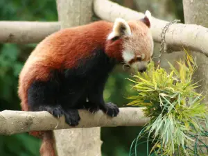 Newquay Zoo