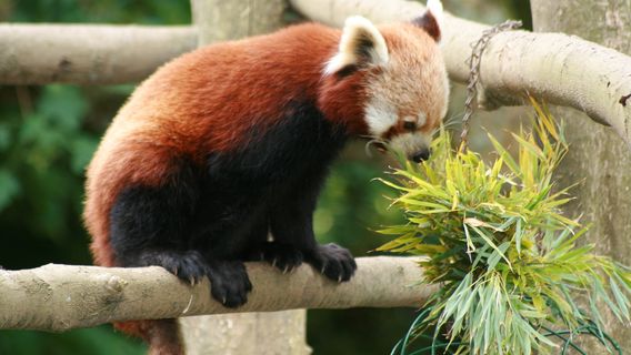 Newquay Zoo