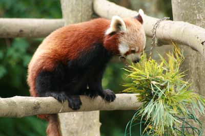 Newquay Zoo