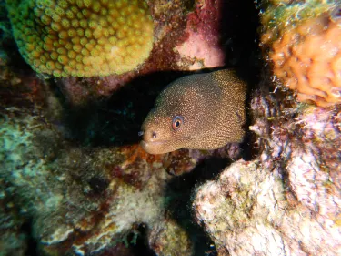 Curacao Underwater Marine Park