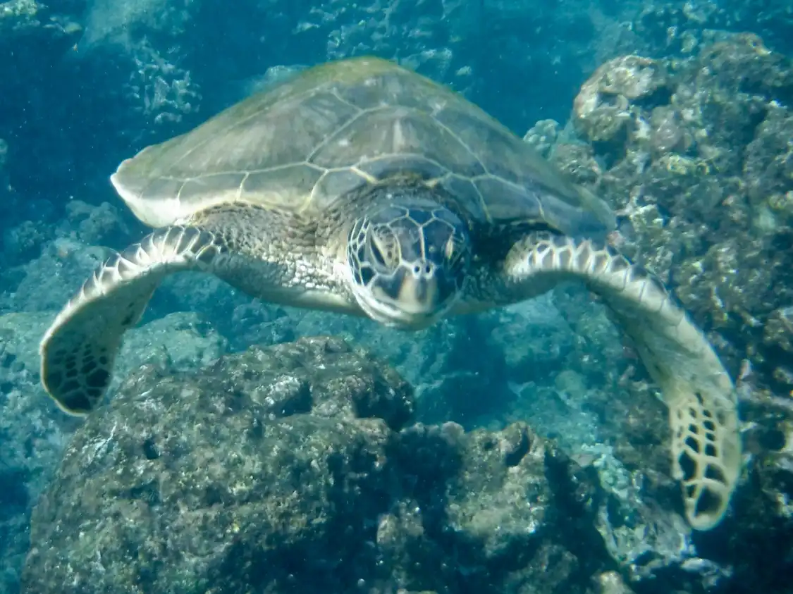 Hotel dekat Ahihi-Kinau Natural Area Reserve