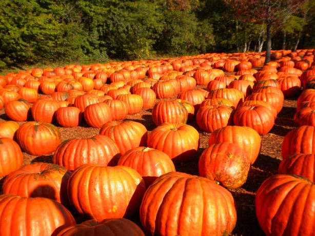 Burt's Pumpkin Farm