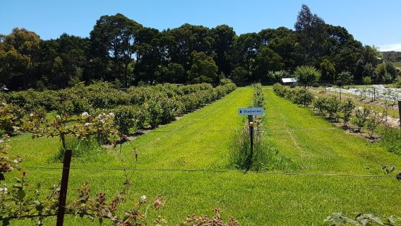 Bruny Island Berry Farm