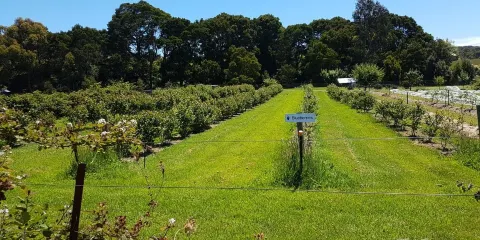 Bruny Island Berry Farm
