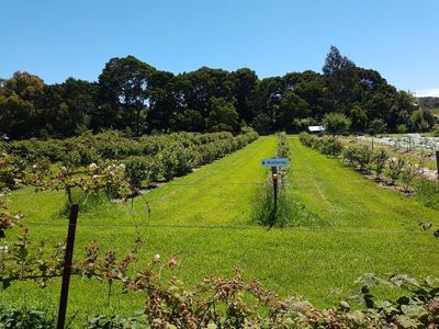 Bruny Island Berry Farm