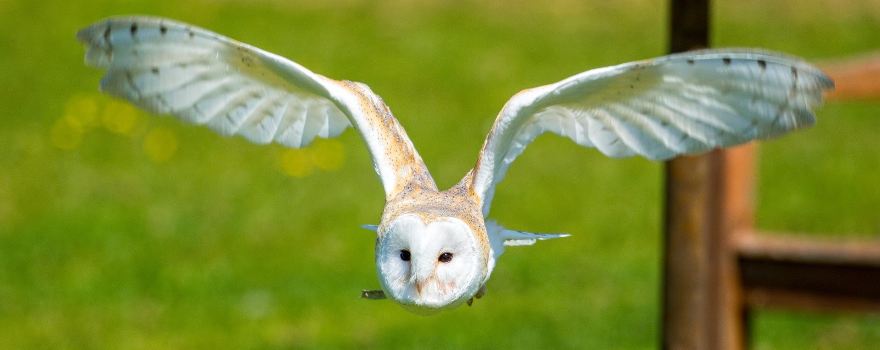 Exmoor Owl & Hawk Centre