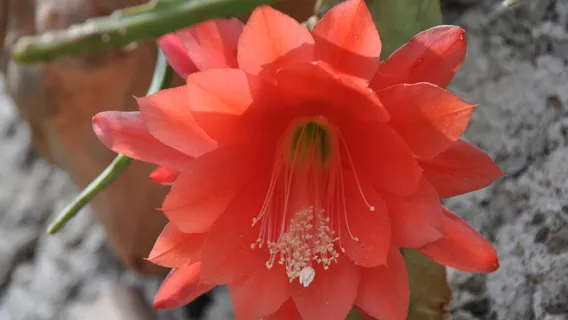 Giardino Esotico Beniamino Cimini