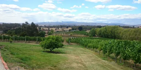 Jinglers Creek Vineyard
