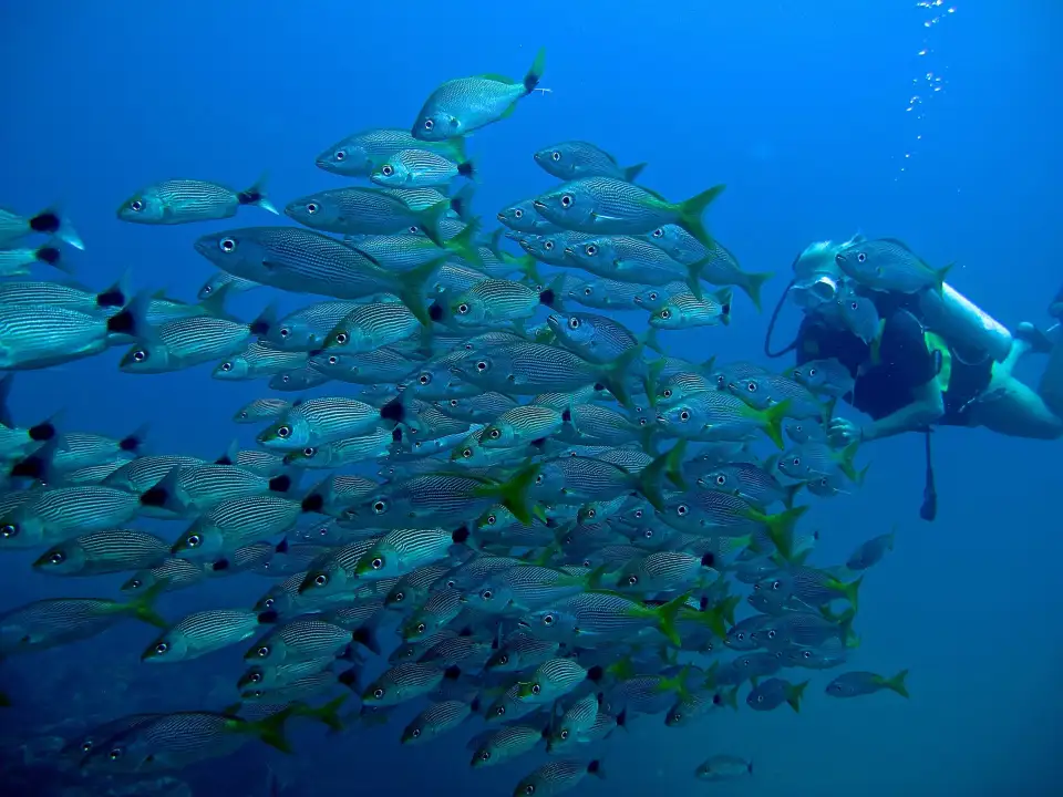 4_Iguana Divers