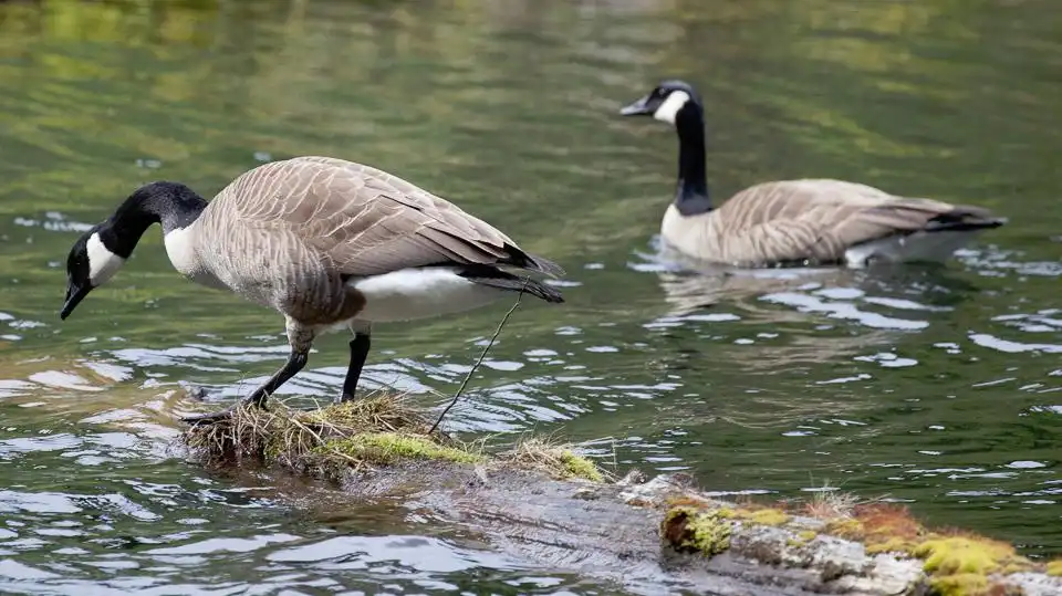 Hotels near Morrell Nature Sanctuary