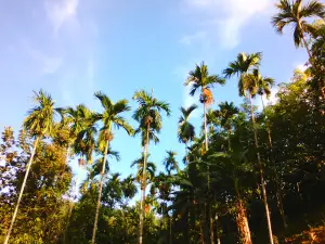 Kosigate