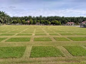 Lapangan Sepak Bola ANOA (PT.Lestari Tani Teladan)