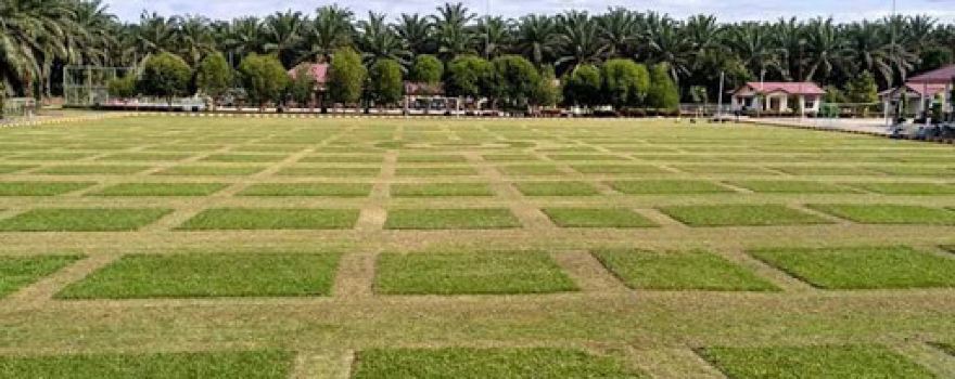 Lapangan Sepak Bola ANOA (PT.Lestari Tani Teladan)