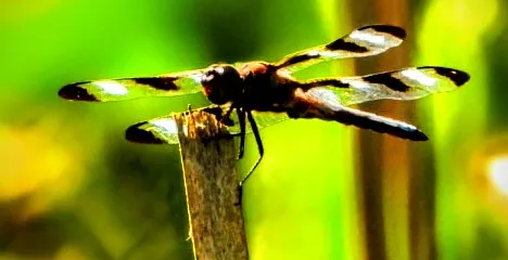 State Game Lands Number 284