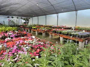 Vivero Victoria
