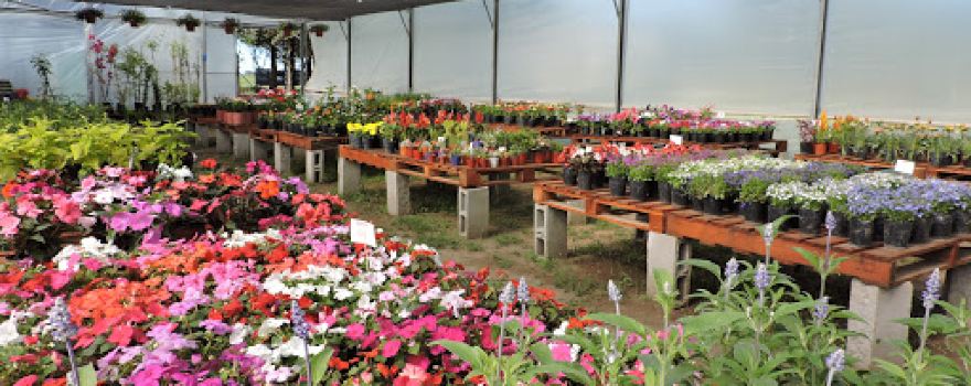 Vivero Victoria