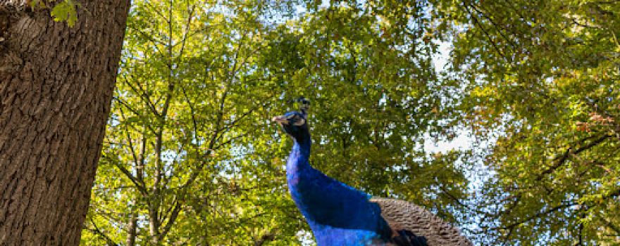 Bird Park Schifferstadt