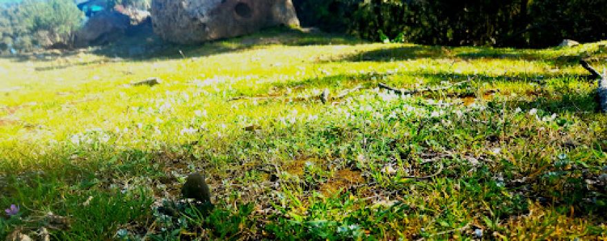 Parc national de Oued Zen
