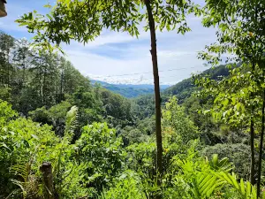 Objek Wisata Taman Suaka Alam Rimbo Panti