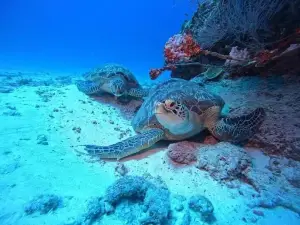 Vashafaru Dive & Water Sports
