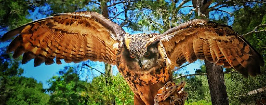 Falconry center