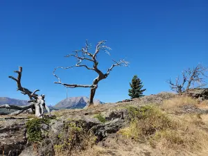 Burmis Tree